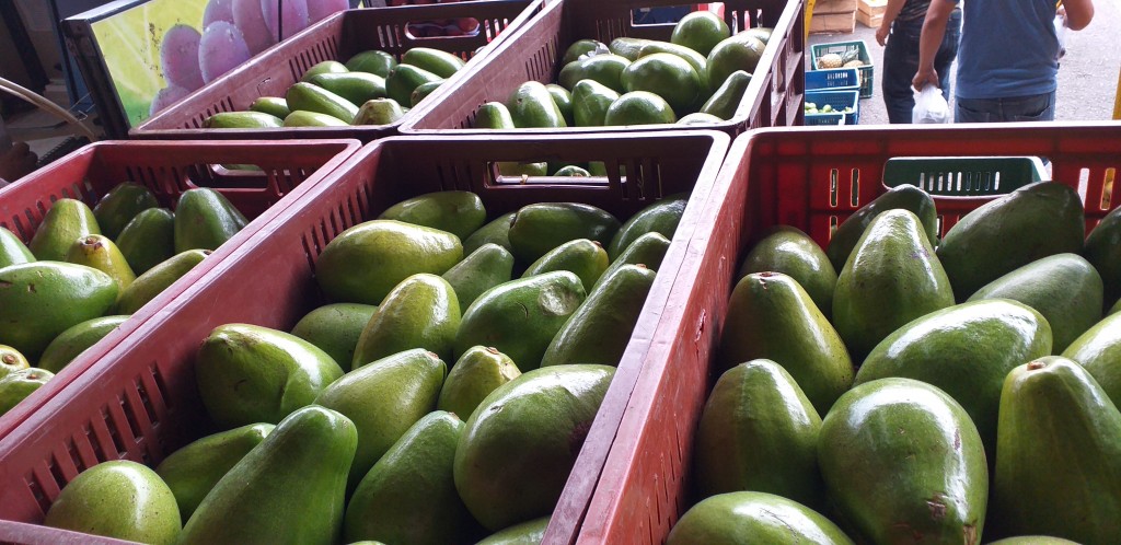 Aguacate papelillo