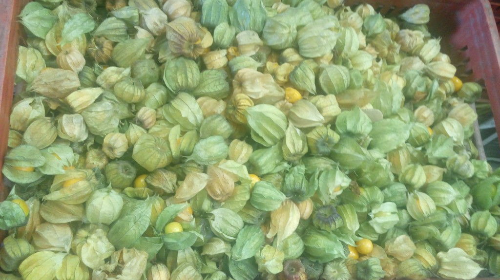 Uchuva en cascara