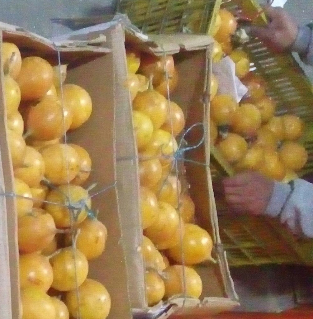 Granadilla