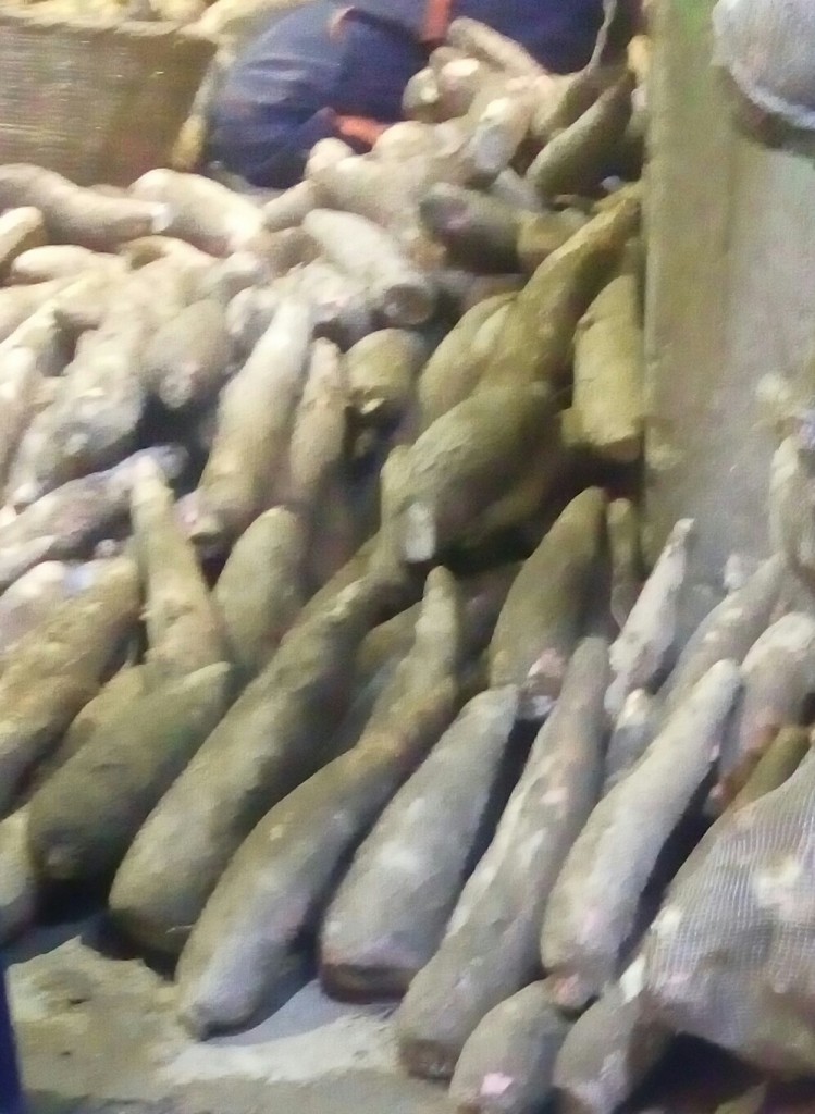 Yuca