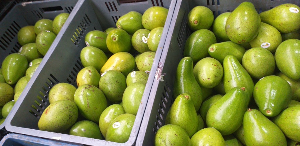 Aguacate papelillo 2da