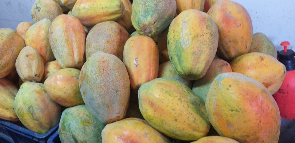 Papaya tainung