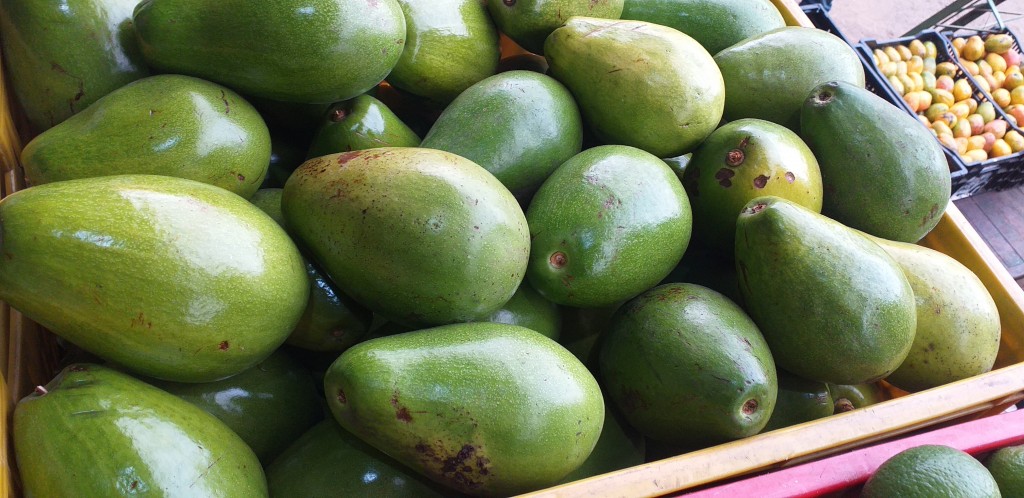 Aguacate papelillo 1ra
