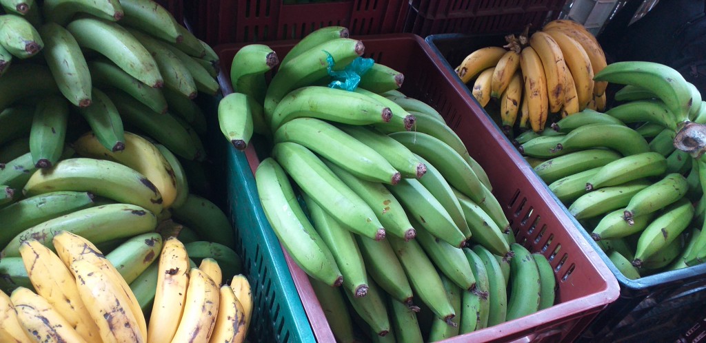 Banano criollo