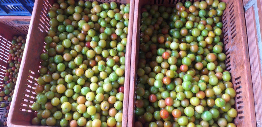 Tomate cherry