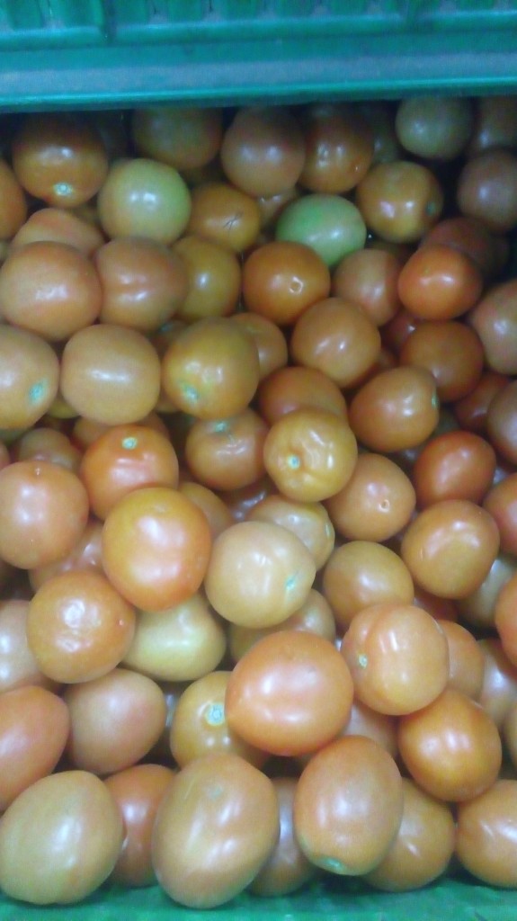 Tomate chonto