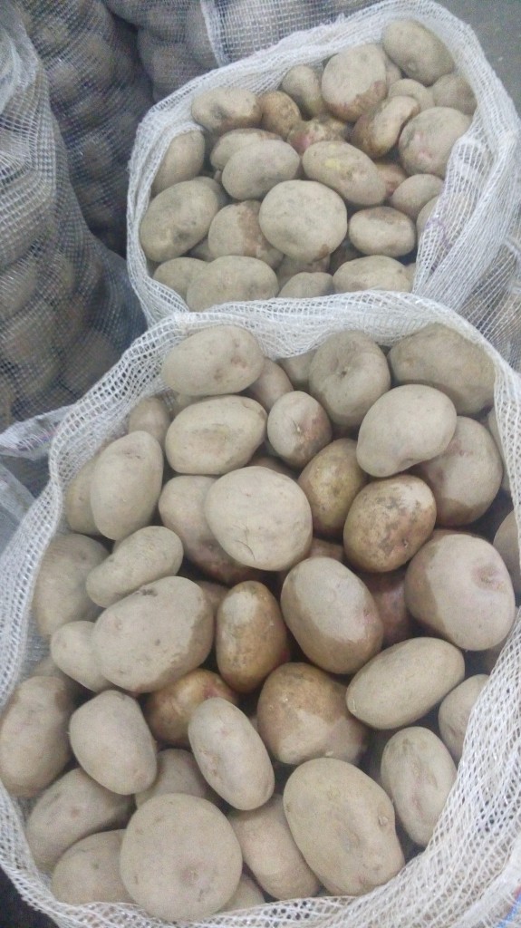 Papa pastusa de primera