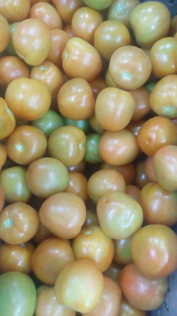 Tomate chonto parejo