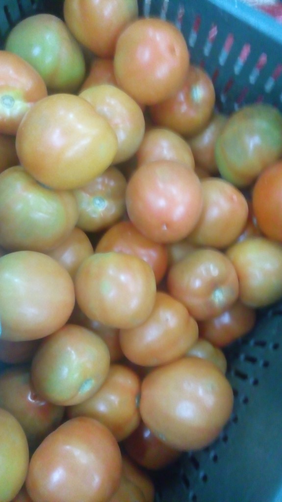 Tomate chonto de primera