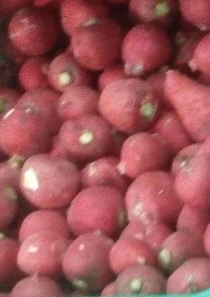 Rábano rojo