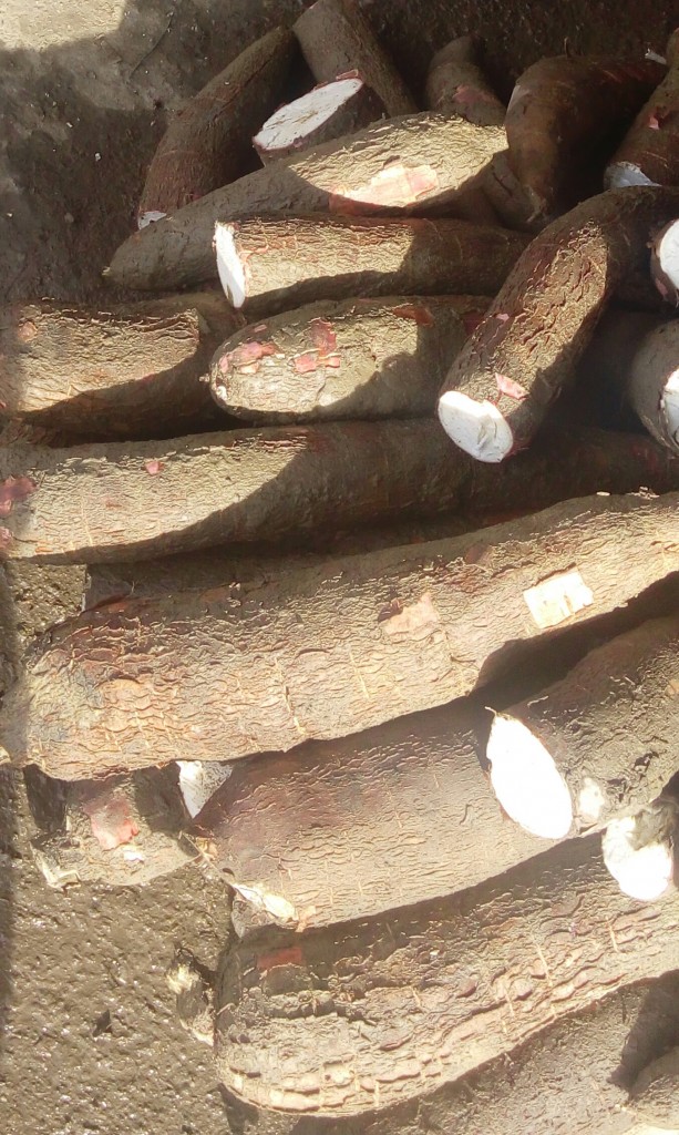 Yuca