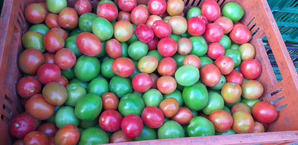 Tomate chonto delgado