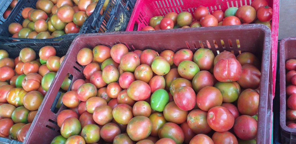 Tomate chonto 1ra