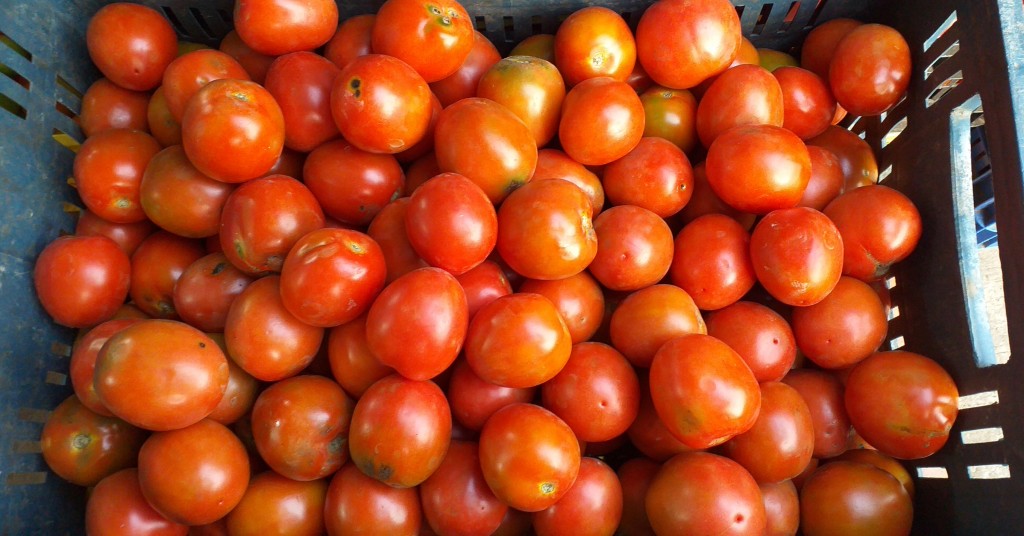 Tomate chonto 2da