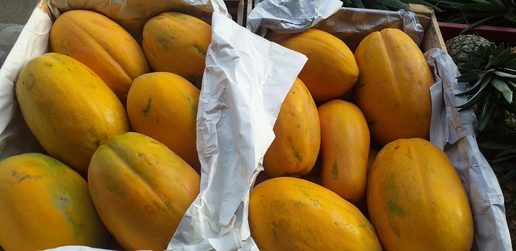 Papaya costeña