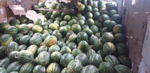 Sandia delgada