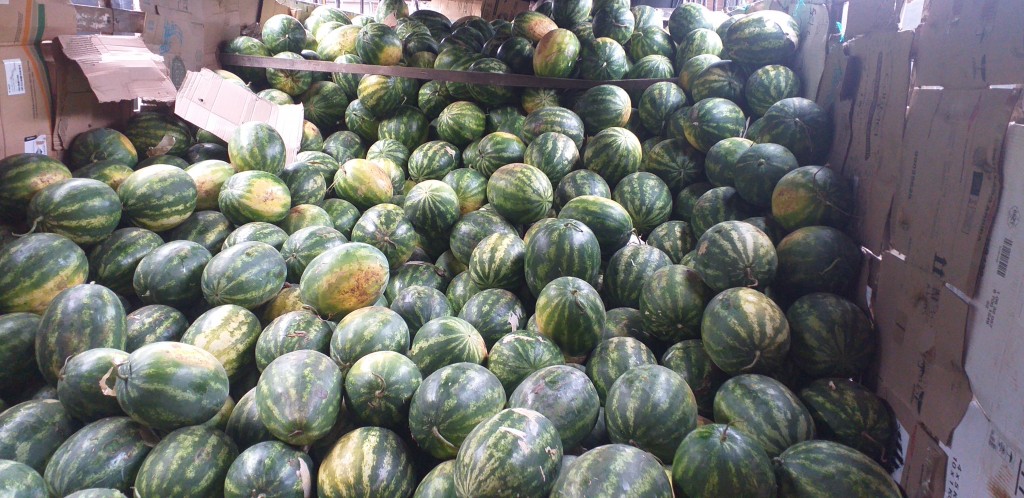 Sandia delgada