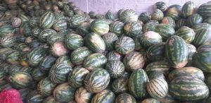 Sandia gruesa