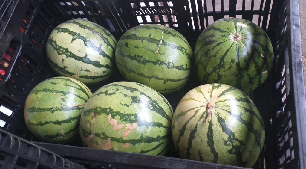 Sandia baby