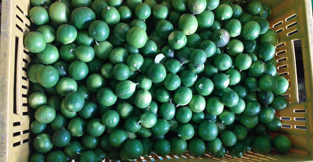 Limon criollo