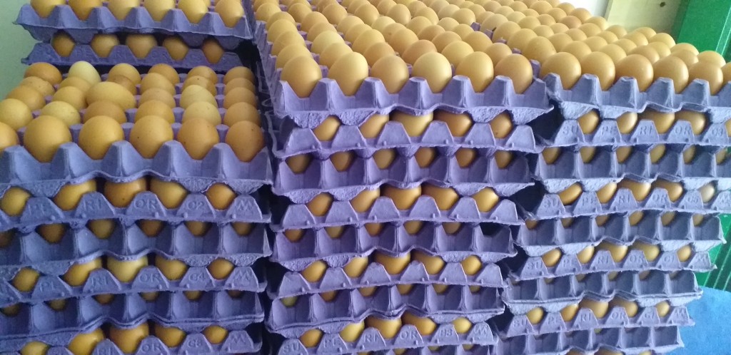 Huevos tipo AA