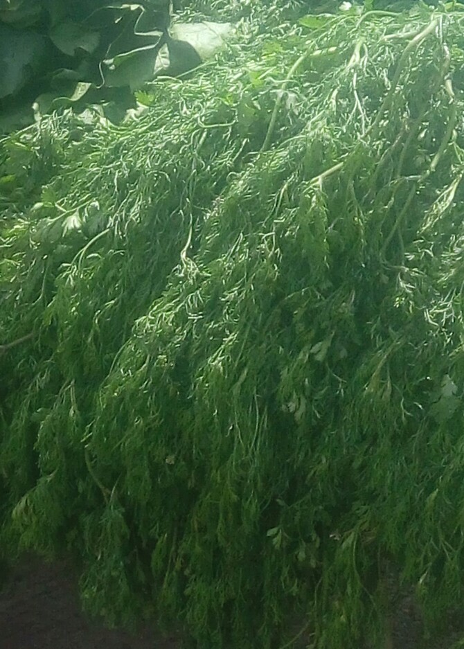 Cilantro