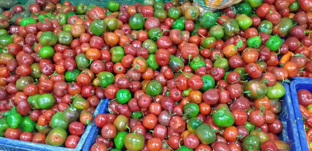 Rocoto"aji picante"
