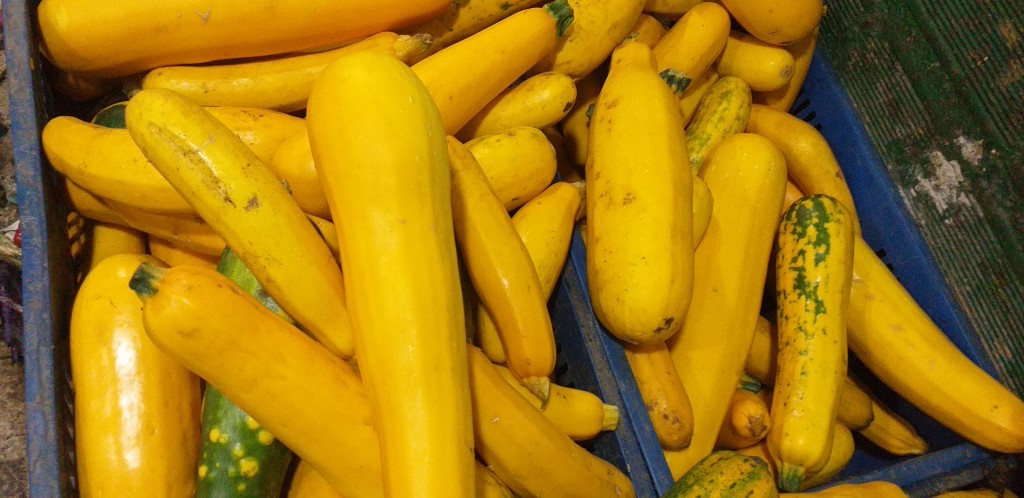 Zucchini amarillo