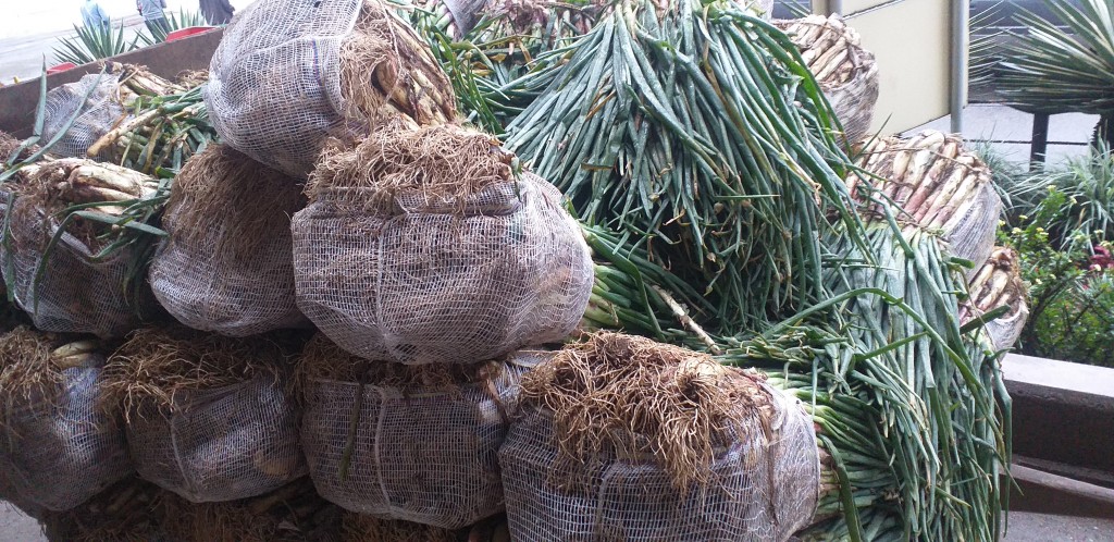 Cebolla de rama