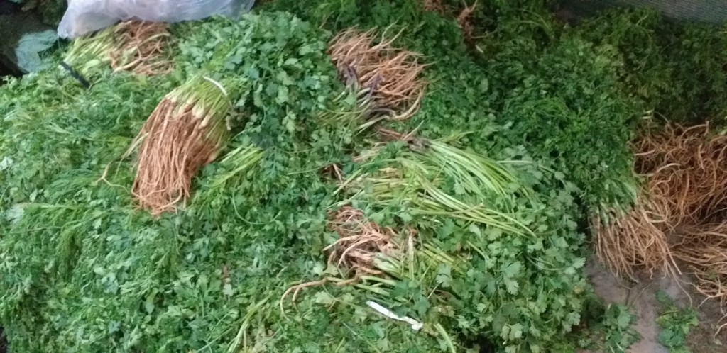 Cilantro