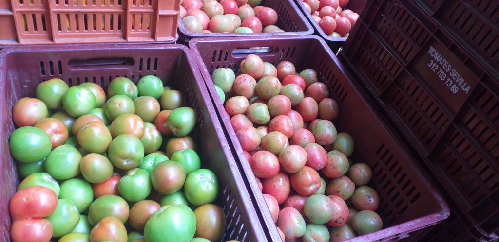 Tomate chonto 1ra