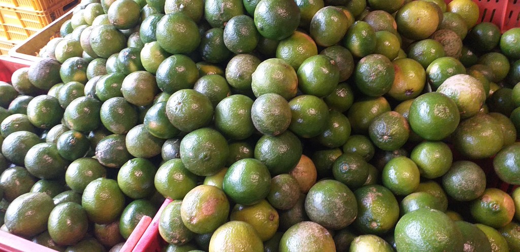 Limon tahiti de 1ra