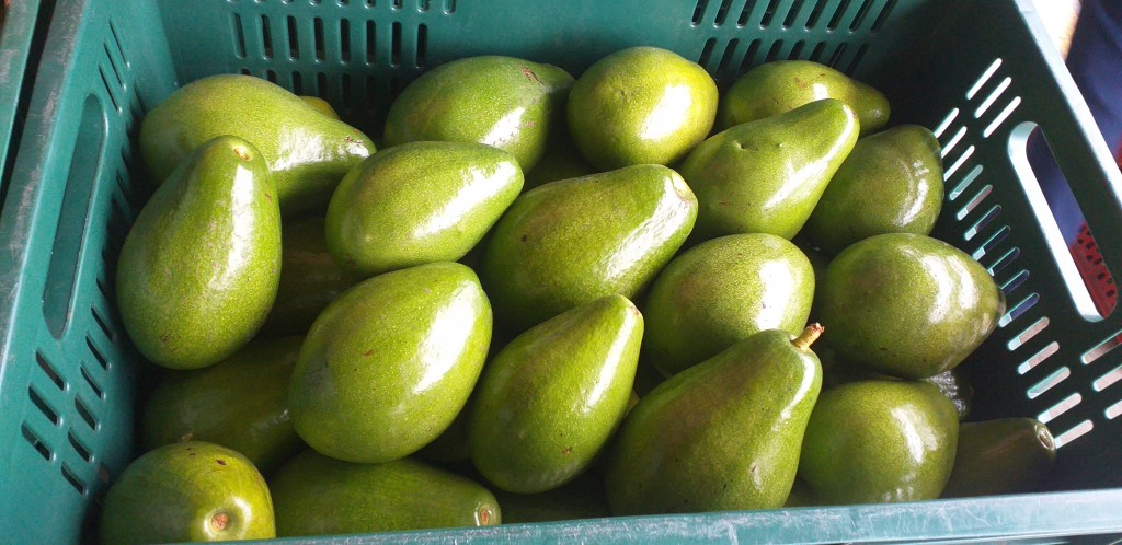 Aguacate papelillo