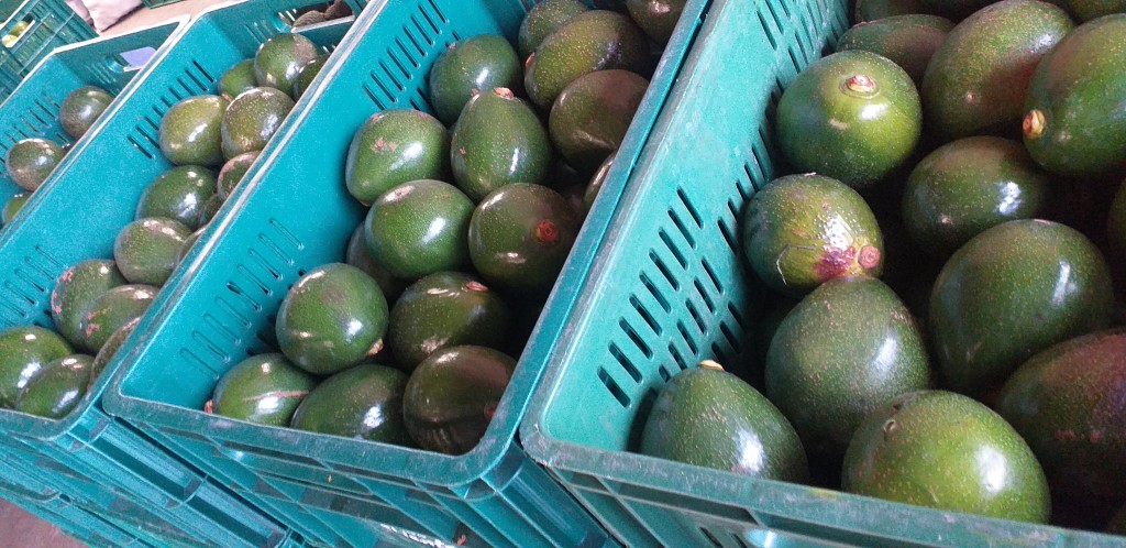Aguacate colin reed