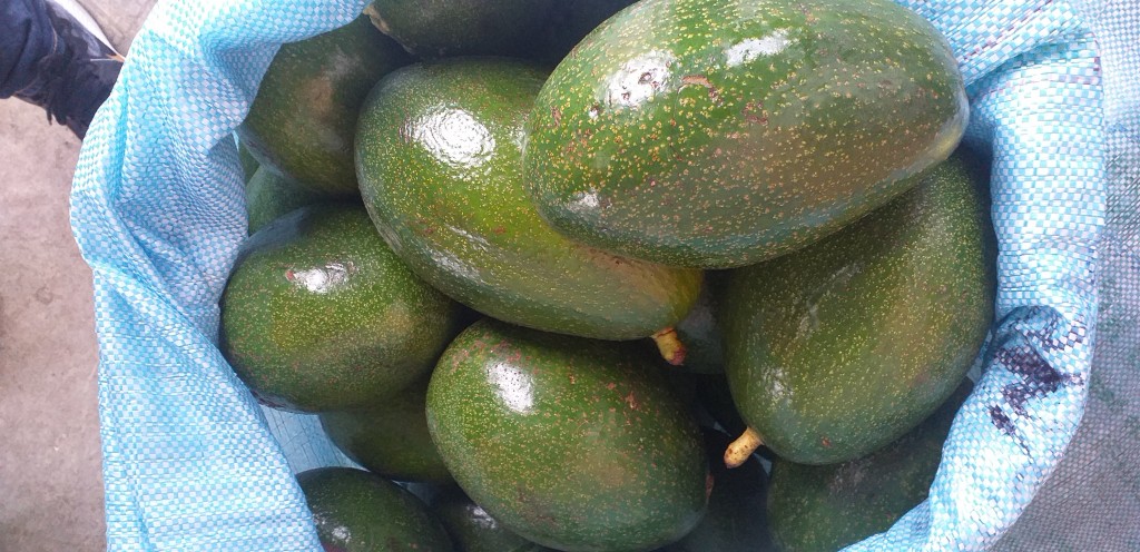Aguacate choquette
