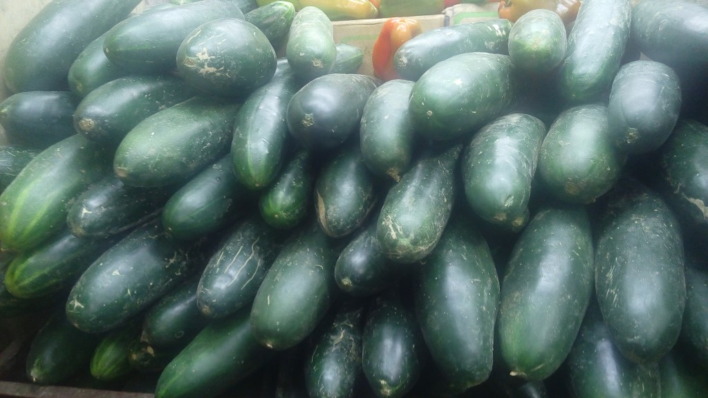 Pepino cohombro
