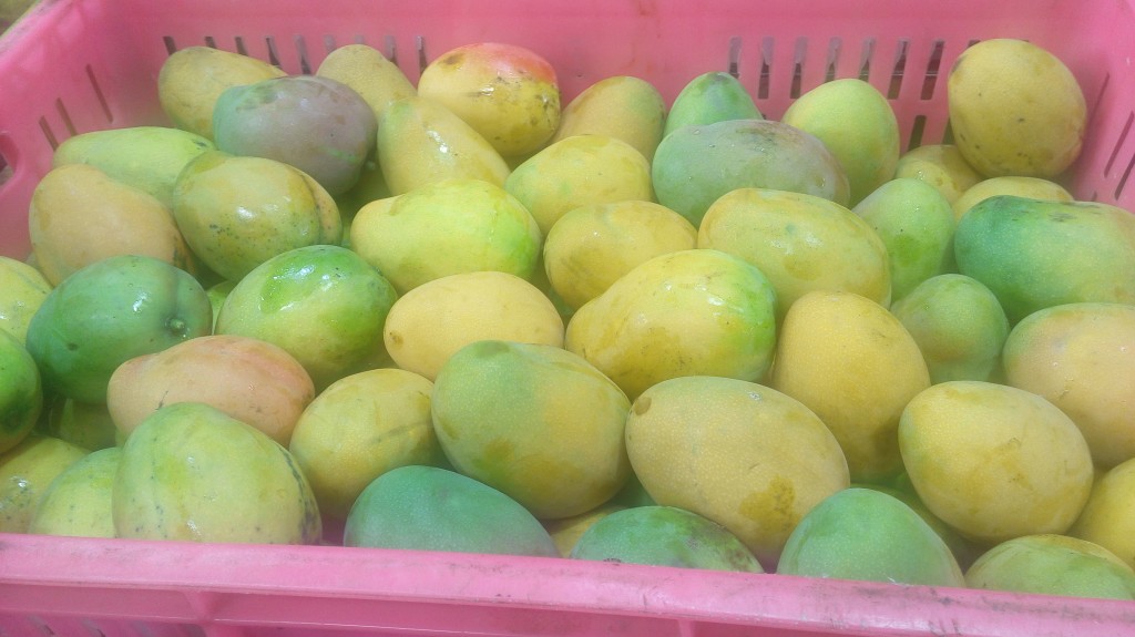 Mango común