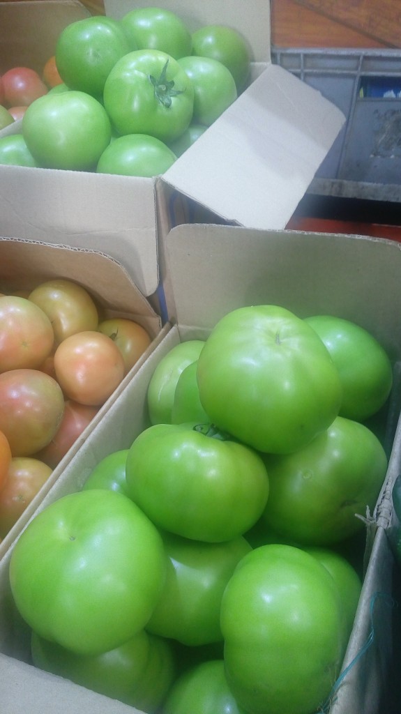 Tomate larga vida de primera