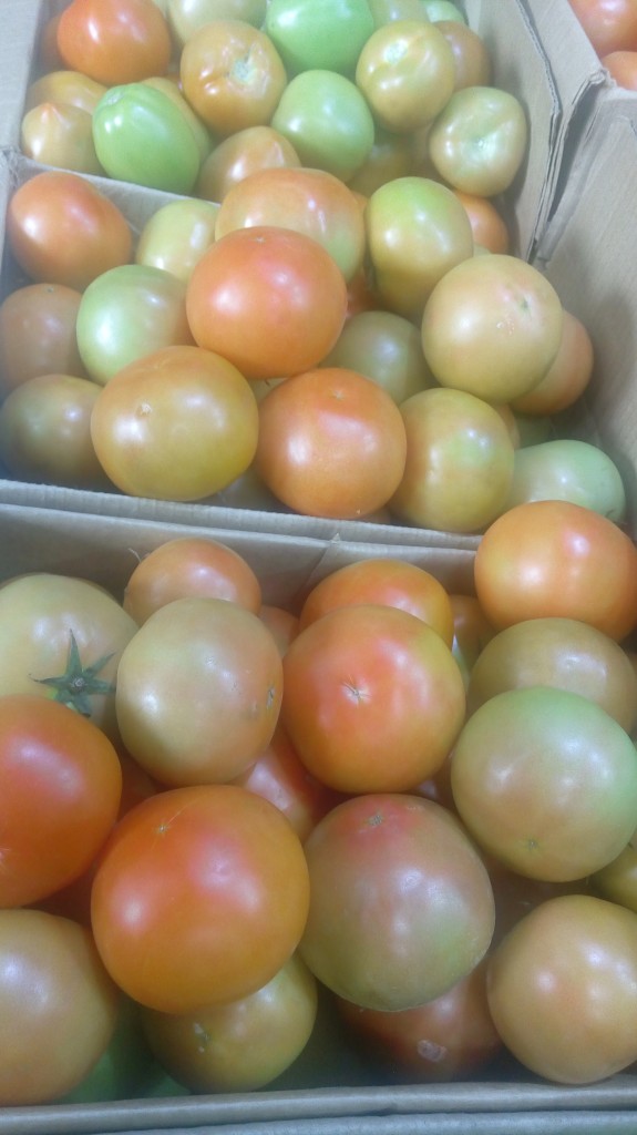 Tomate chonto selecto