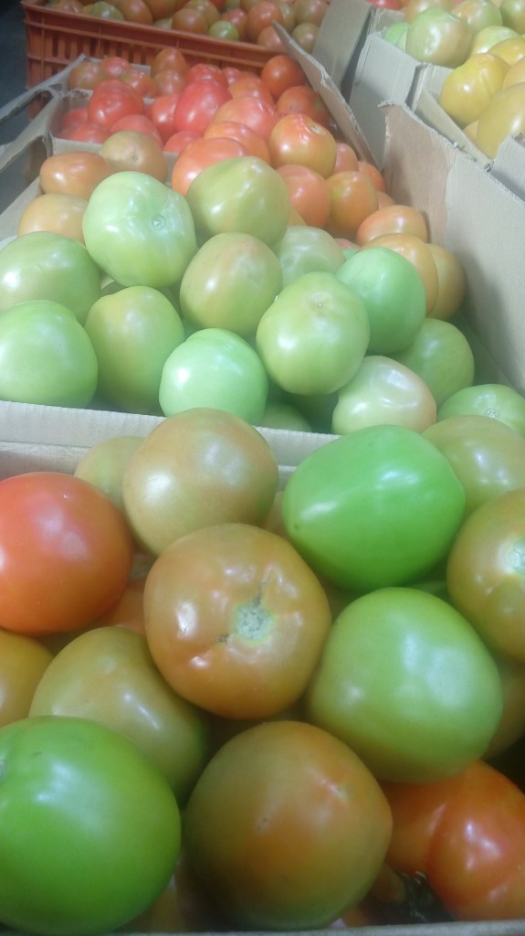 Tomate larga vida de segunda