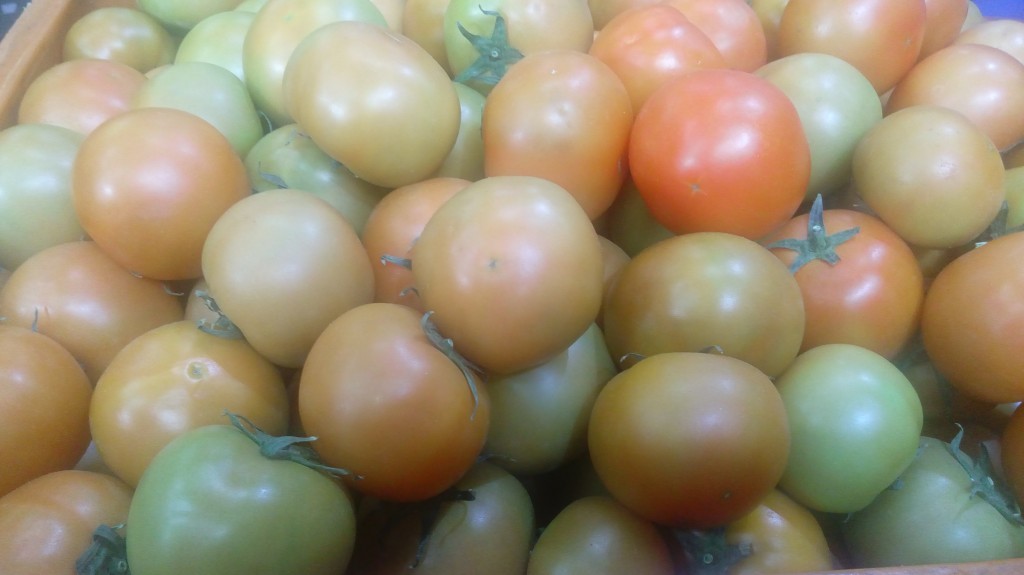 Tomate larga vida de segunda