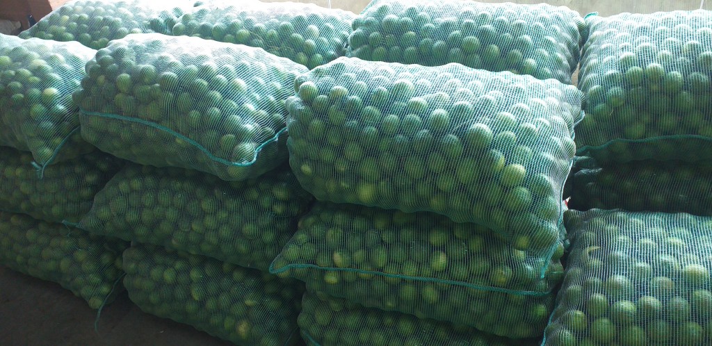 Limon tahiti