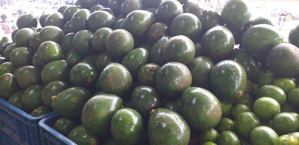 Aguacate colin reed