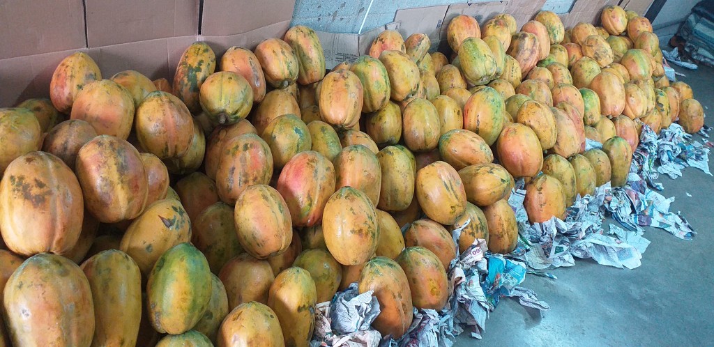 Papaya costeña