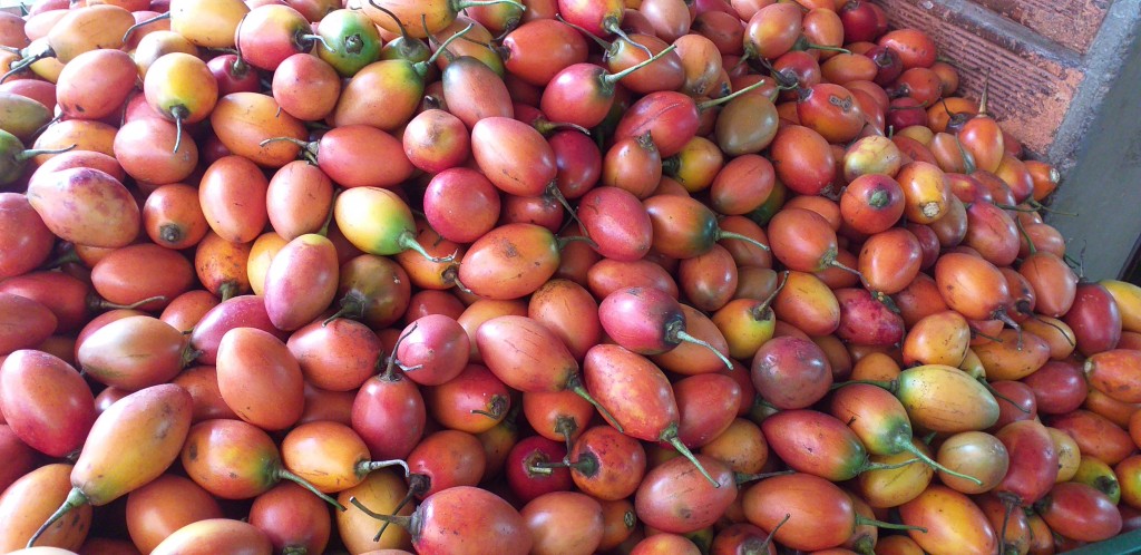 Tomate de arbol