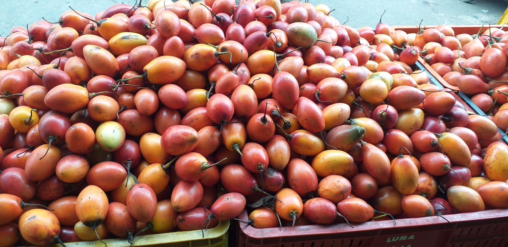Tomate de arbol para pulpa