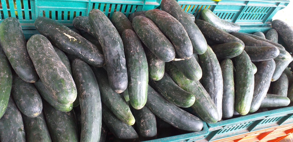 Pepino cohombro