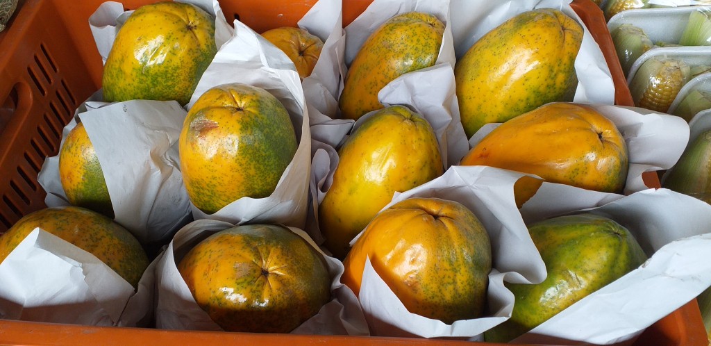 Papaya maradol