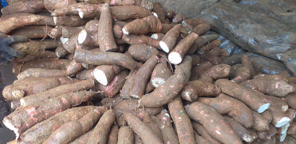 Yuca cuero de sapo