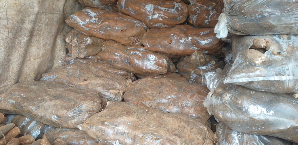 Yuca tierra negra